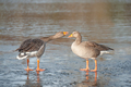 geese on a frozen lake - PhotoDune Item for Sale