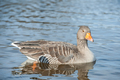 goose on a lake - PhotoDune Item for Sale