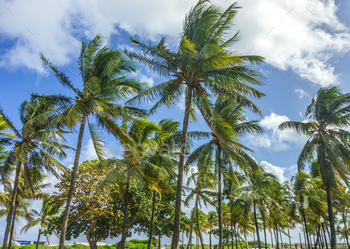 Palm trees and blue sky / Photodune, Misc