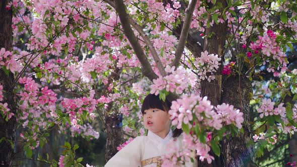 Korean Girl Child in a National Costume Sit on Tree Branch in a Garden with Cherry Blossoms in