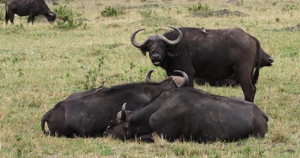 African Buffalo, syncerus caffer, Adult with Yellow Billed Oxpecker, buphagus africanus