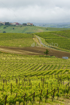 Vineyards of Monferrato near Acqui Terme at springtime