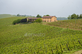 Vineyards of Monferrato near Acqui Terme at springtime