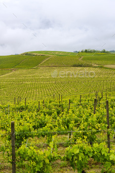 Vineyards of Monferrato near Acqui Terme at springtime