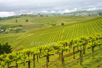 Vineyards of Monferrato near Acqui Terme at springtime