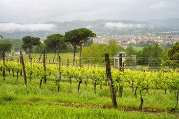 Vineyards of Monferrato near Acqui Terme at springtime