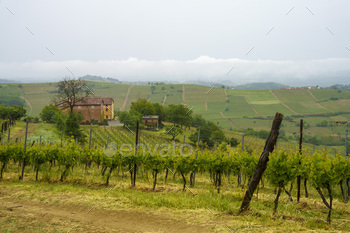 Vineyards of Monferrato near Acqui Terme at springtime