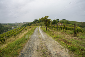 Vineyards of Monferrato near Acqui Terme at springtime