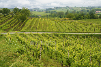 Vineyards of Monferrato near Acqui Terme at springtime