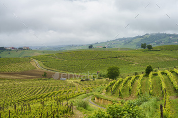 Vineyards of Monferrato near Acqui Terme at springtime