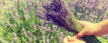 lavander / Photodune, Misc