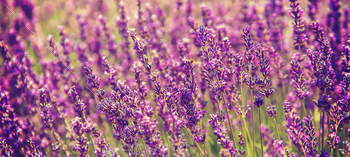 lavander / Photodune, Misc