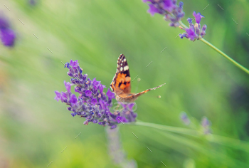 lavander / Photodune, Misc