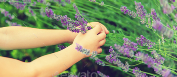 lavander / Photodune, Misc