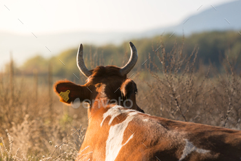 Brown cow resting and lying on the dry grass at sunset, back view, mountain on background. / Photodune, Misc