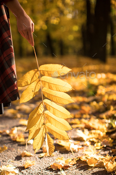 Woman holding a bright yellow fallen leaf, autumn park on background, soft focus / Photodune, Misc
