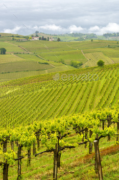 Vineyards of Monferrato near Acqui Terme at springtime