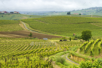 Vineyards of Monferrato near Acqui Terme at springtime