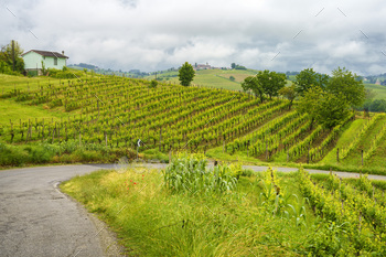 Vineyards of Monferrato near Acqui Terme at springtime