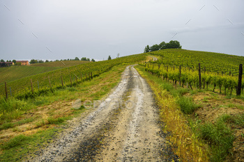 Vineyards of Monferrato near Acqui Terme at springtime