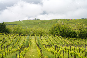 Vineyards of Monferrato near Acqui Terme at springtime