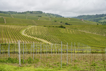 Vineyards of Monferrato near Acqui Terme at springtime