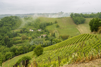 Vineyards of Monferrato near Acqui Terme at springtime