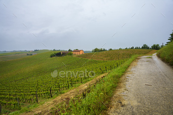 Vineyards of Monferrato near Acqui Terme at springtime