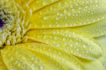 yellow flower / Photodune, Misc
