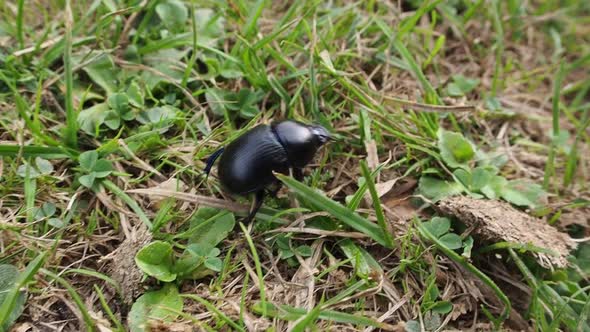 Little black bug with smooth skin walking in green grass during daytime.Closeup view.