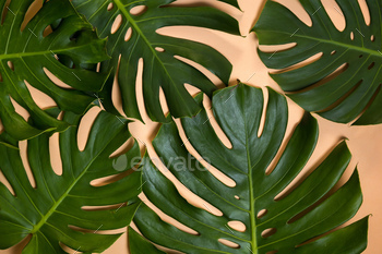Monstera leaves decorated over creative nude beige pastel  background. / Photodune, Misc