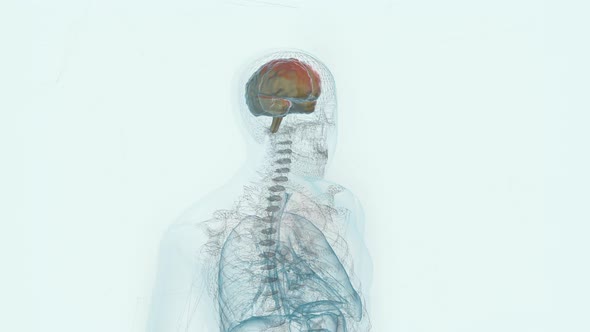 Futuristic Anatomy System Scanning Patients Skull For Thorough Brain Examination alt