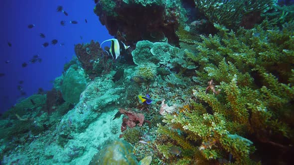 moorish idol and two angel fish feed at a coral reef