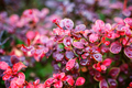 Red leaves of barberry bush with wet leaves - PhotoDune Item for Sale