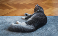 Gray cat on carpet - PhotoDune Item for Sale