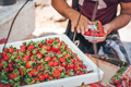 Strawberry street seller packs berries on the market - PhotoDune Item for Sale