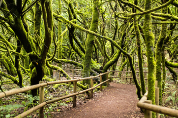 Garajonay National Park, laurel forest, laurisilva, La Gomera, Canary Islands, Spain / Photodune, Misc