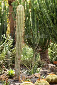 Large Cacti on the island of Tenerife.Canary Islands, Spain / Photodune, Misc