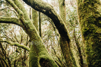 Garajonay National Park, laurel forest, laurisilva, La Gomera, Canary Islands, Spain / Photodune, Misc