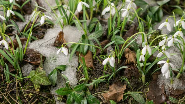 Snow Melting and Snowdrop Flower Blooming in Spring Forest