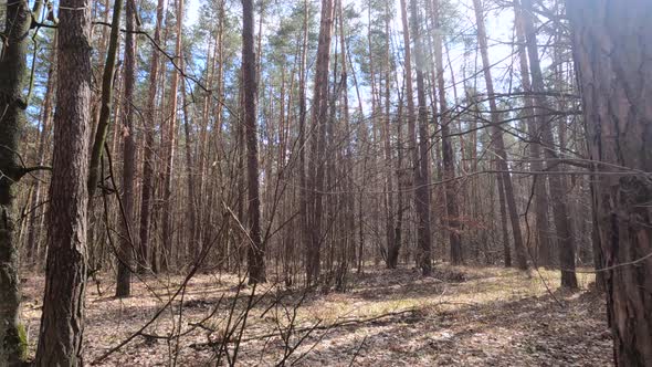 Inside a Pine Forest By Day Slow Motion