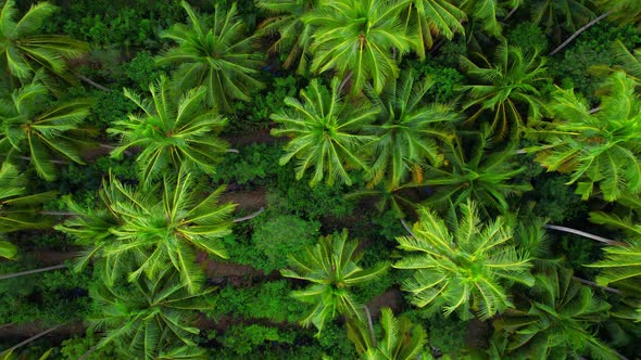 4K Aerial view drone fly over coconut trees, Green and yellow treetops.