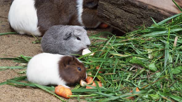 Guinea pig eats carrot