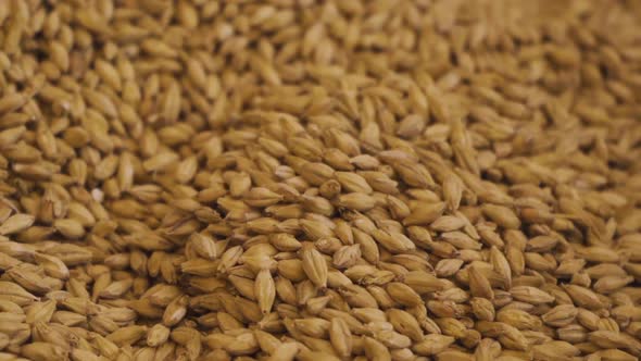 Slow motion tracking shot over a plate of malt used in beer making.