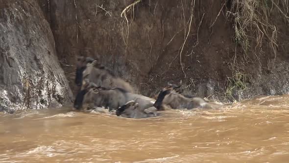 Wildebeest leap into chaotic muddy river crossing in Masai Mara, Kenya