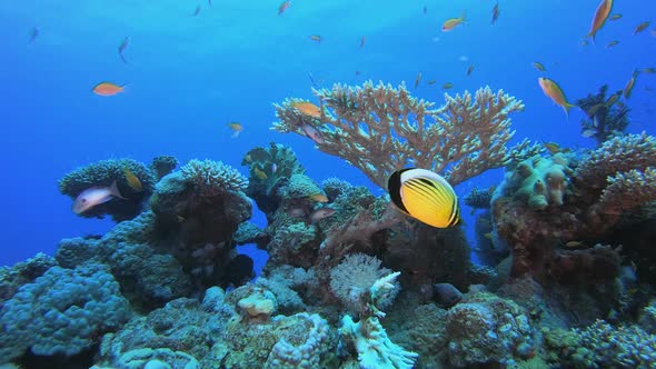 Fish and Coral Garden