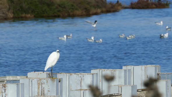 Great egret at a metal wall 