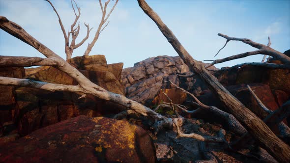 Dry Dead Tree Branches and Mountain Ridge