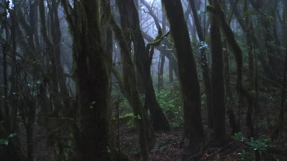 Dramatic Landscapes of Rainforests on the Canarian Island of La Gomera