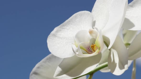 Slow motion Phalaenopsis amabilis   flower petals close-up 1920X1080 HD footage - Macro of Moth orch alt